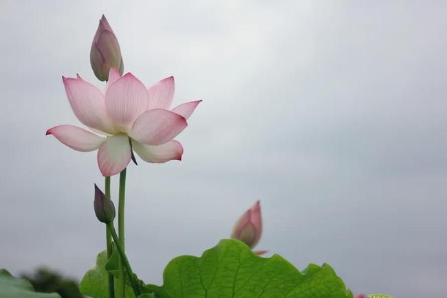用无贪来对治贪著