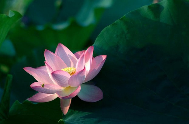 菩萨戒的四种广大殊胜