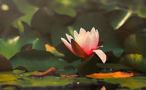 回归无为法，缘聚缘散