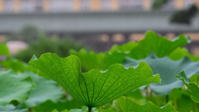历代宗门大德开示观心法要