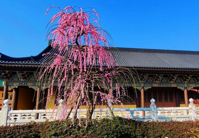 什么是菩提