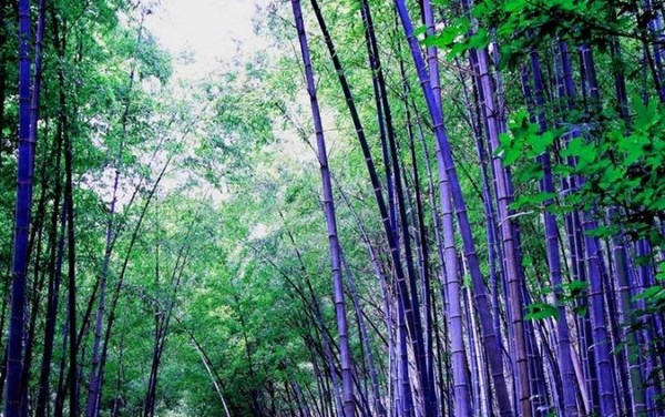 紫竹林中观自在
