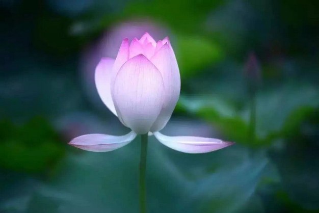 净土行人勿定往生时间