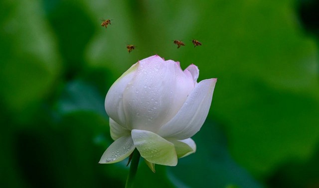 邪淫在《俱舍论》四种更广的定义