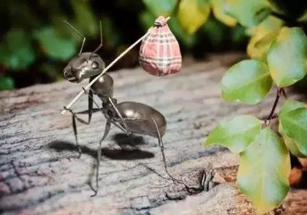 如何面对蚊虫的问题