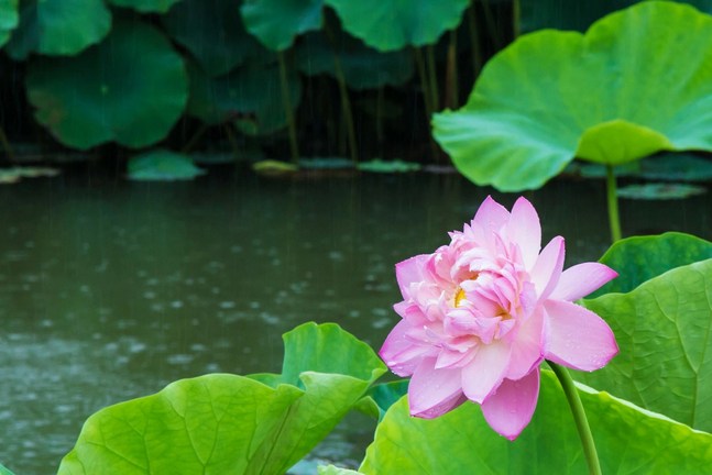 谛闲老法师生病时说「观是假的，疼是真的」是何含义