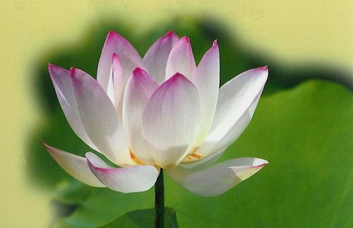 修学佛法不要永远停留在「知道」