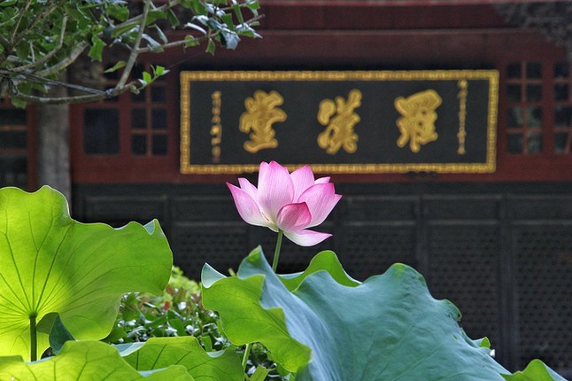净土简易早课