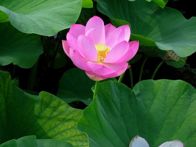 正门西方极乐，门余八万四千