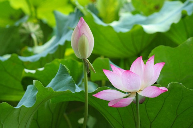安住空性，发起菩提