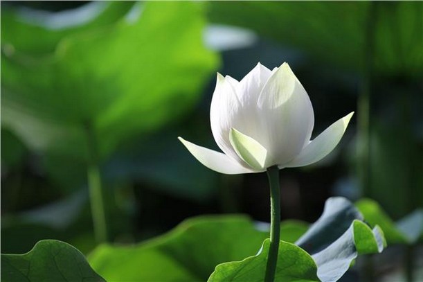 《阿弥陀经》的三部重要注疏