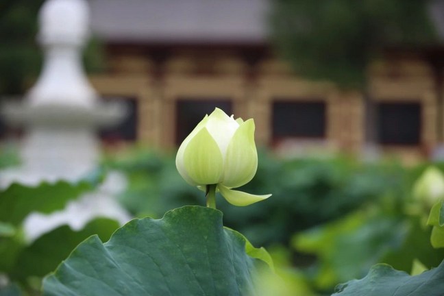 十住位的「住」是什么含义