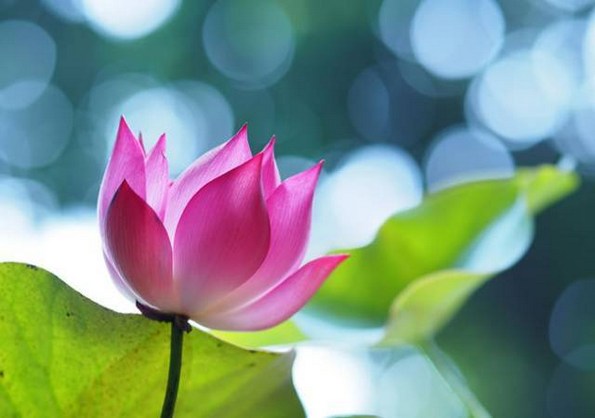 「带业往生」是否应该说为「伏业往生」