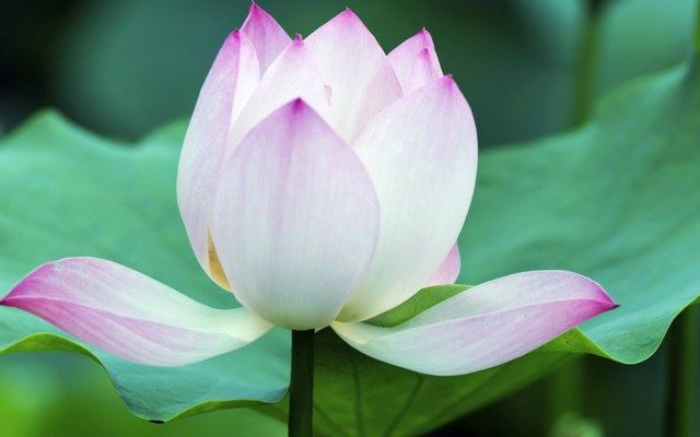 月悟法师：《金刚经》说“如来饭食讫，洗足矣”，乃平凡相，如何理解?