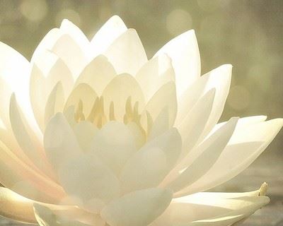 当知此念佛者，是人中的芬陀利华