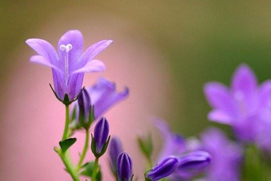 独尊湛现：修行一切要注重质量方可受益