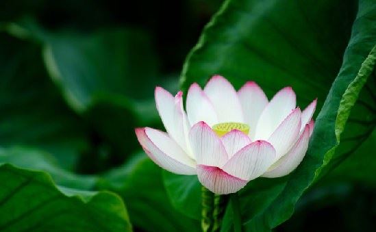 黄柏霖：达磨祖师开示入道的两个方法