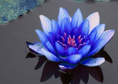 海湾放生，喜得好人缘，好伴侣