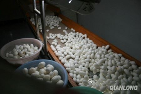 净界法师
