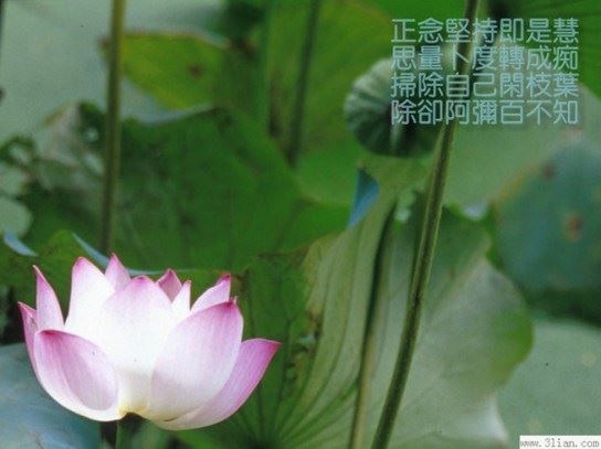 宏圆法师：《金刚般若波罗蜜经》即将与您见面