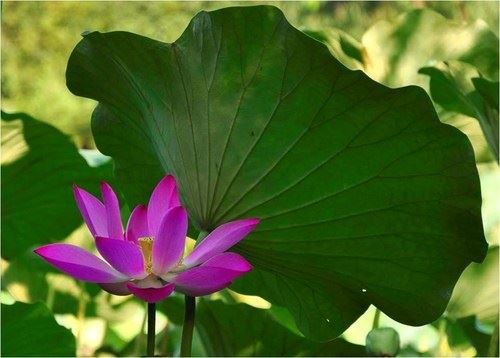 济群法师：有愿力还得有能力