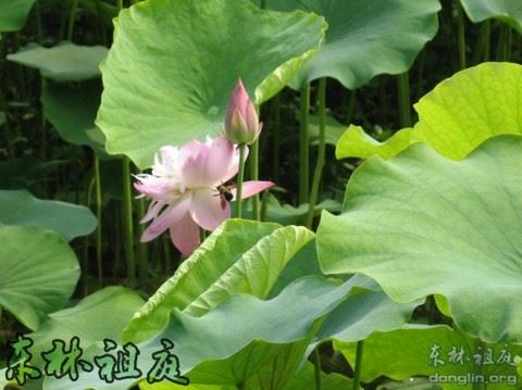 尊重每一种活法，富贵清贫各有其好