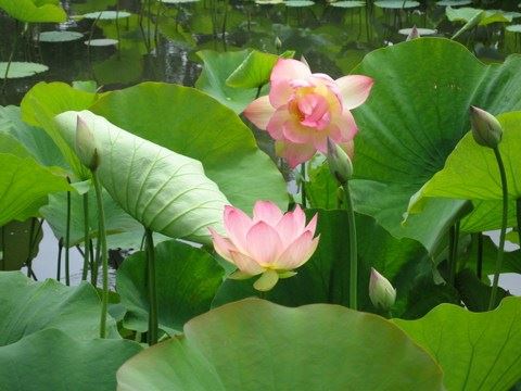 钟茂森：念念发起善愿，证得法身没那么难