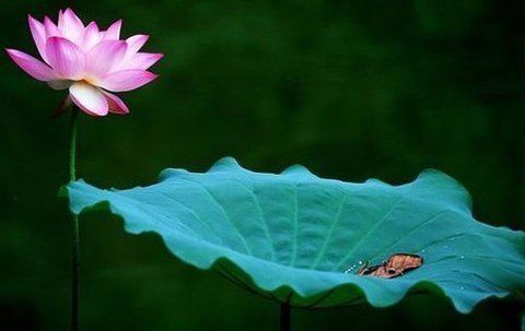嘎玛仁波切：修自他交换时，别人的病痛和灾难，会转移到自己身上吗？