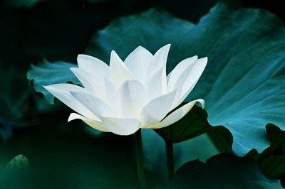 海涛法师：每个人都有责任为这个世界保持一个好的念头