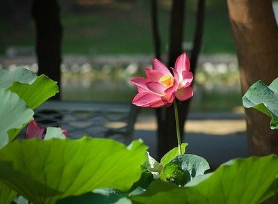 净土法门法师法语：现在世间人那个心是什么样的心？