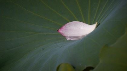 达真堪布：你把自己放在最低处的时候，实际上你在最高处
