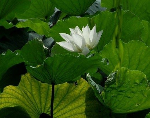 肖永明居士：疑情的情而上学分析——围绕虚云禅法的叙述