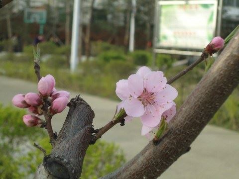 大安法师：西方净土的成立原理