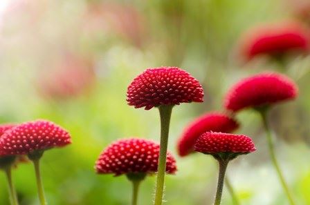 定弘法师：虽然买的是三净肉，但是我也不想这样做，怎么办？