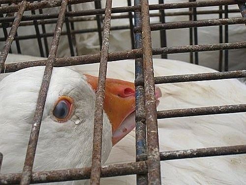 彭鑫：养精之道，元气与容颜