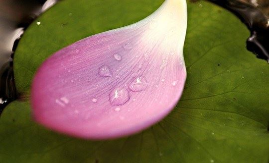宽运法师：清净微妙 出污泥而不染──莲花在佛教中的意义