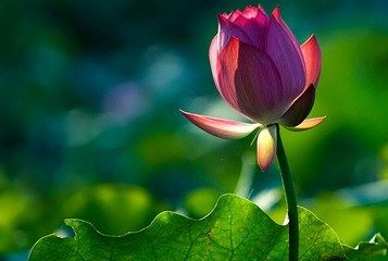 净土法门法师：树立宗教团结典范，促进世界安定和平