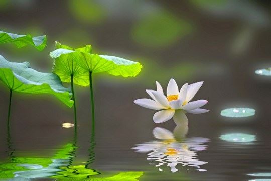 道证法师：依持戒功德回向往生的众生，他的莲花开得比较快，莲花是马上就开