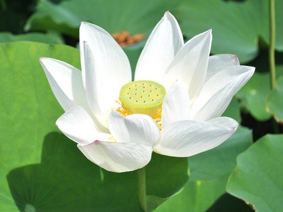 昭慧法师：缘起、护生、中道──出世与入世之间的平衡杠杆