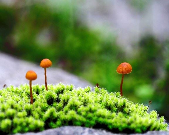 传喜法师：远离杀业——光明楼开示
