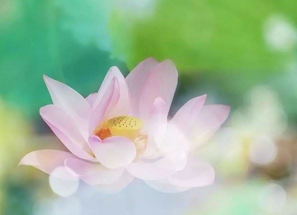 净界法师