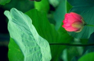净土法门法师：他一生没接触过佛法，最后三天，他能往生