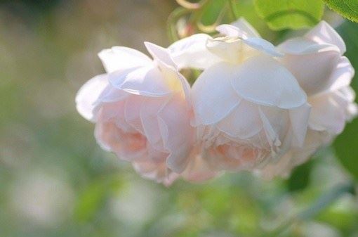 药师山·紫雲居士：大毘卢遮那成佛神变加持经(大日经)卷六.嘱累品第三十一白话注解