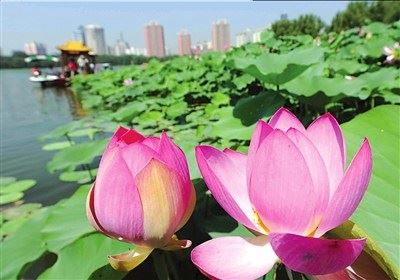 索达吉堪布：磕大头可通气脉，也是最好的健身法！