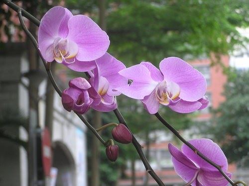仁清法师：为什么念佛的人多，往生者人少