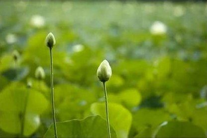 达真堪布：现在有些旁生能够进行所谓的冬眠，就是前世修无想禅的一种果报