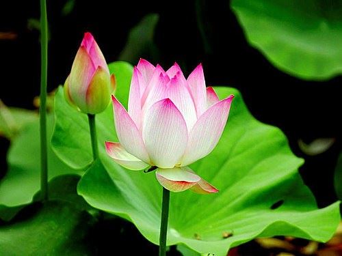 诚心诵持药师佛名号30天的震撼感应：月入20万元