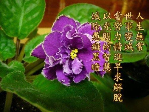 刘素云：修无量寿，求无量寿，得无量寿，成无量寿佛