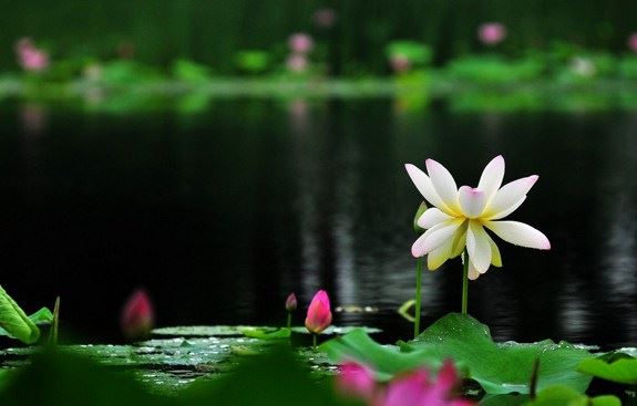济群法师：素食，不仅仅是吃素——兼谈如何开好素菜馆