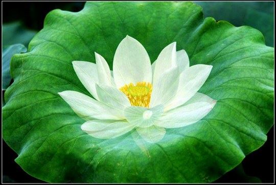 黄国达居士：生活禅修指引（讲义摘录）第七讲：冲突对立的消解